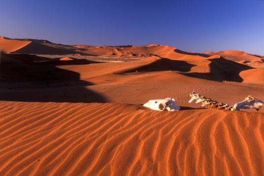 Skelett Namib